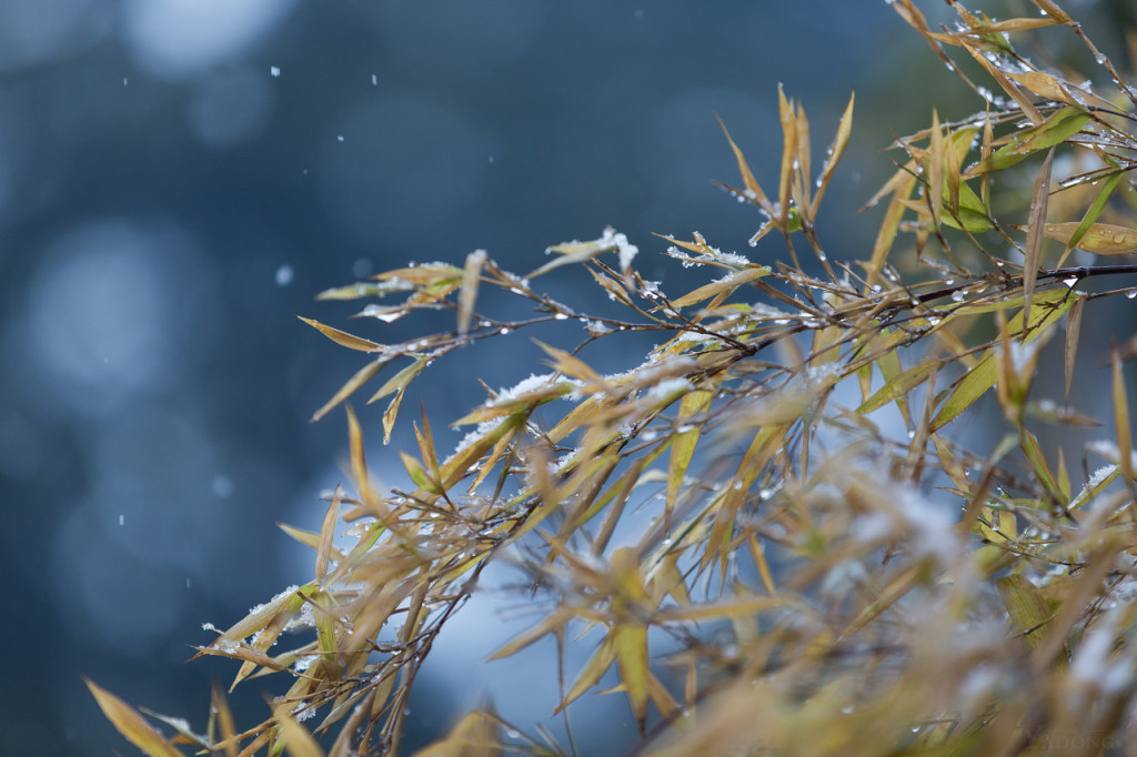 伺服糾偏廠家-小雪快樂(lè) 凜冬將至